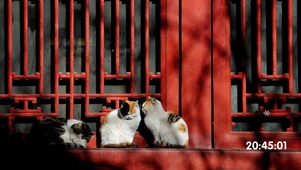 故宫里的猫