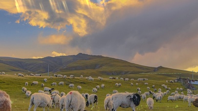 草原羊群护眼壁纸