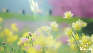 清新花朵