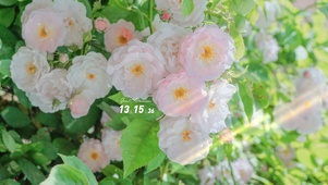 4K唯美治愈清新花朵