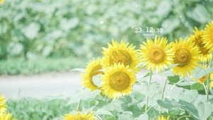 夏季向日葵