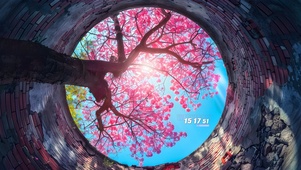 仰望樱花漫天
