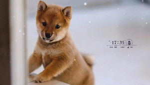 可爱小柴犬
