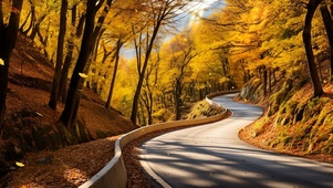 绝美林中公路