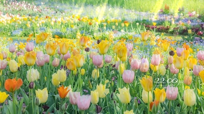 4K唯美治愈护眼郁金香