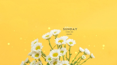 4k 治愈黄墙雏菊小清新