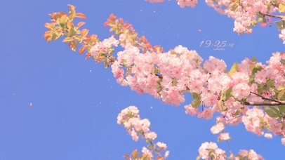 4K 绝美樱花盛开