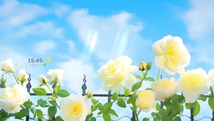 蓝天下的玫瑰花