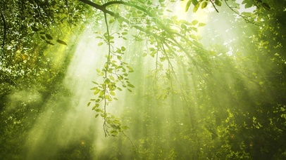 阳光洒落人间护眼绿色