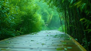 绿色护眼竹林