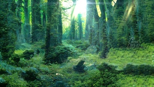 绿色森林苔藓阳光