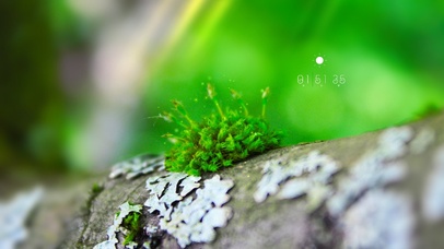 6K 超清护眼唯美治愈【幽叶】