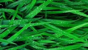 雨中荒草