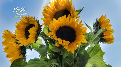 4k高清治愈阳光向日葵风景