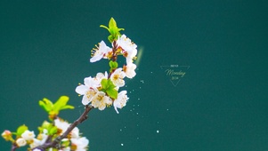 温馨桃花