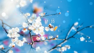 4K唯美治愈蓝天樱花