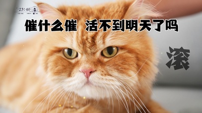 打工人猫咪桌面