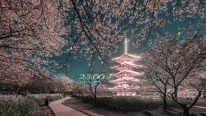 4k 夜晚东湖樱花园林