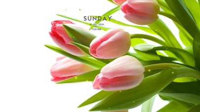 4k清新绿植桌面