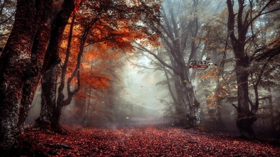 治愈唯美雨天枫林