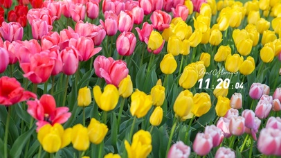 4k清新郁金香清新桌面