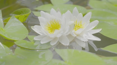 唯美治愈雨后莲花