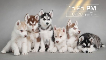 哈士奇（带时钟）