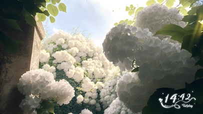 4K超美白色花簇