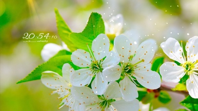 春天花园樱花盛开