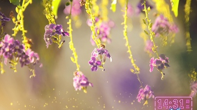 唯美治愈紫藤花