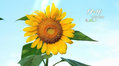 4k治愈阳光向日葵风景