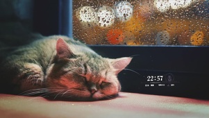 雨天窗边猫咪安睡