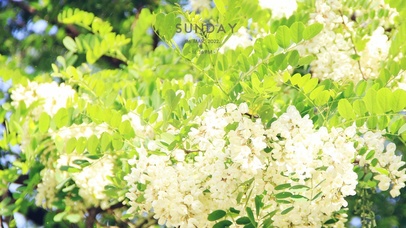 治愈清新白色花朵