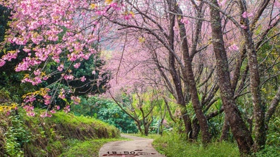 护眼树林