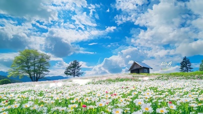 蓝天白云下花海