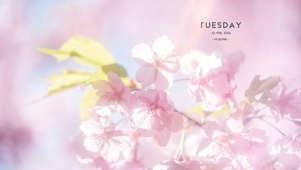 治愈樱花