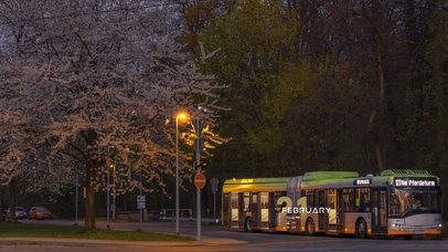 山茶花读不懂白玫瑰