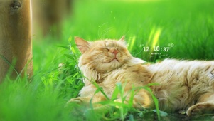 午睡的猫咪