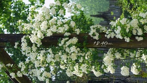 清新治愈白木香花