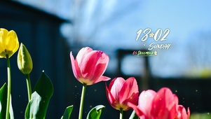 4k高清治愈郁金香