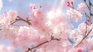 治愈樱花（带鱼屏）