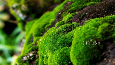 4k护眼苔藓