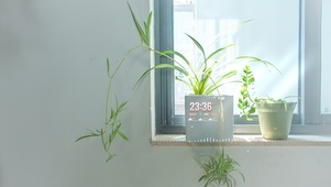 治愈清新护眼窗边植物