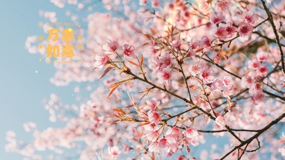 4k清新治愈桌面