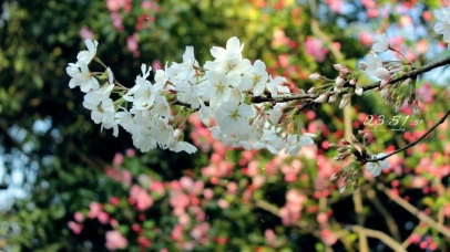 4k 治愈唯美西湖樱花落