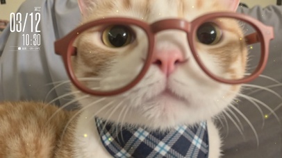 怼人没素材？收好这张猫脸