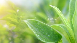 唯美绿叶雨滴