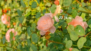 治愈唯美清新茶花