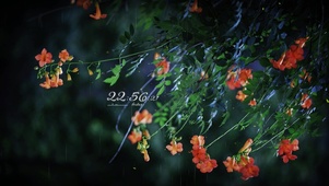 治愈护眼夏雨绿叶鲜花