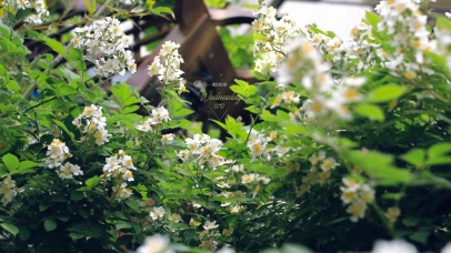 4k 春天治愈清新小雏菊